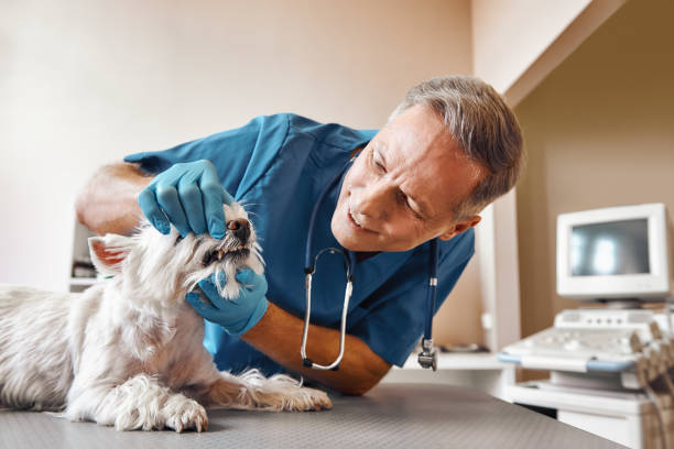 Best Weekend Emergency Dentist in Kayak Point, WA